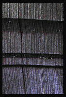 /img/render/thumbnails/12020_11_02-wood_4